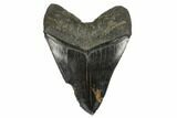 Fossil Megalodon Tooth - South Carolina #170326-2